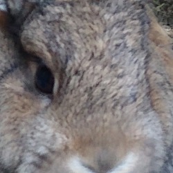 Photo of Flopsy Mopsy Peter Cottontail