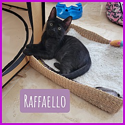 Photo of Raffello