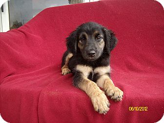 german shepherd cocker spaniel mix