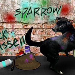 Thumbnail photo of Sparrow #1