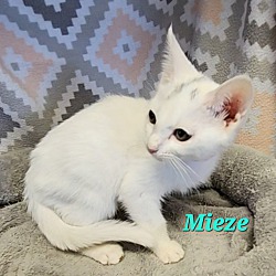 Thumbnail photo of Mieze #3