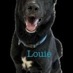 Photo of Louie