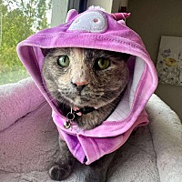 adopt a pet