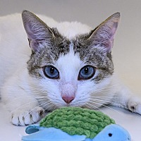 adopt a pet