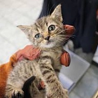 adopt a pet