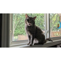 adopt-pet
