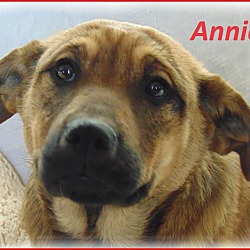 Thumbnail photo of Annie-Adoption Pending #1