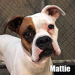 Thumbnail photo of Mattie #1