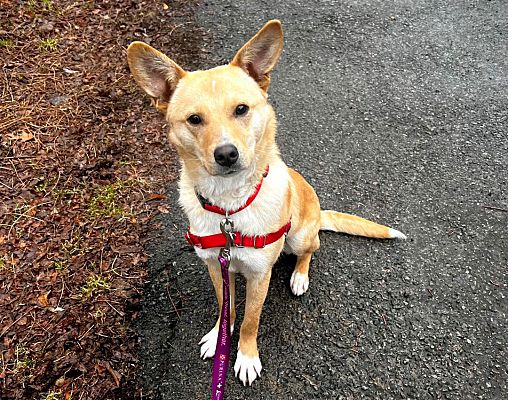 Beacon, NY - Corgi/Shepherd (Unknown Type). Meet Marley a Pet for ...