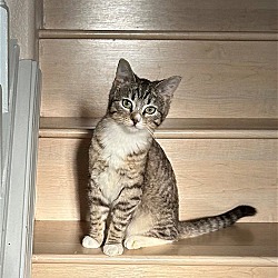 Thumbnail photo of TINA TURNER - The kitten Version #2