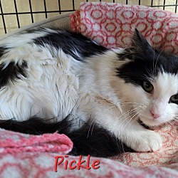 Thumbnail photo of Pickle #3