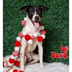 Thumbnail photo of Boyd #1