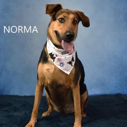 Thumbnail photo of Norma #1