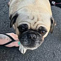 adopt-pet