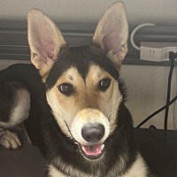adopt a pet
