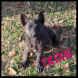 Thumbnail photo of Trixie #1