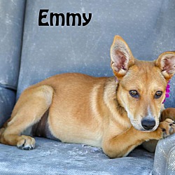 Thumbnail photo of Emmy (fostered in DFW) #2