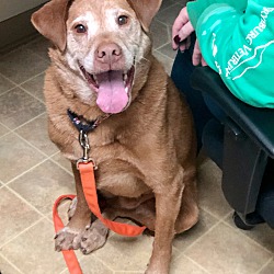 Harvest Hills Animal Shelter in Fryeburg, Maine