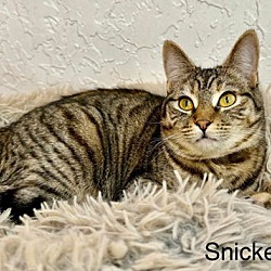 Thumbnail photo of Snickers #4