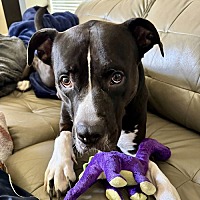 adopt a pet
