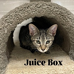 Thumbnail photo of Juice Box #2