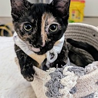 adopt a pet
