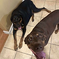 adopt a pet