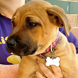 Thumbnail photo of Mabel-Adopted! #3