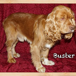 Thumbnail photo of Buster #4