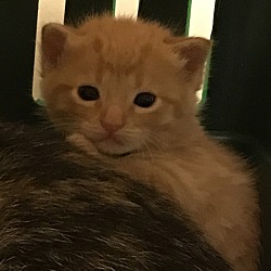 Thumbnail photo of Baby kitten orange #1