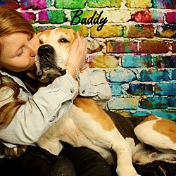 Thumbnail photo of Buddy~adopted! #3