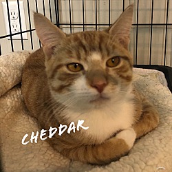 Photo of Cheddar