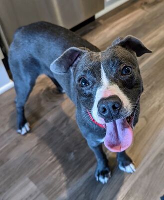 Duluth, MN - Mixed Breed (Small). Meet Shania a Pet for Adoption ...