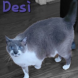 Photo of Desi