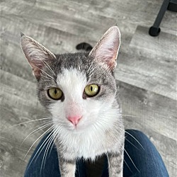 Thumbnail photo of Zebedee the dog like cat #3