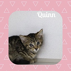 Photo of Quinn