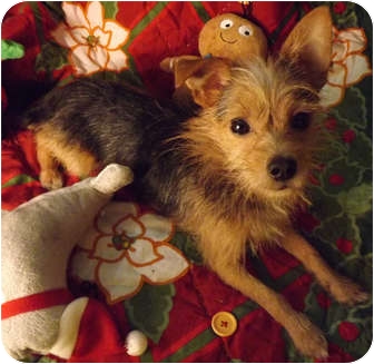 australian terrier and chihuahua mix