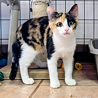adopt-pet