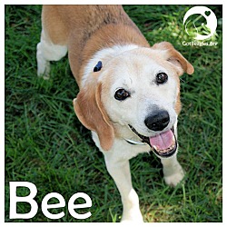 Thumbnail photo of Bee #1