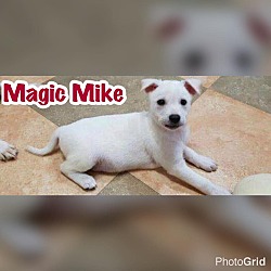 Thumbnail photo of Magic Mike #3