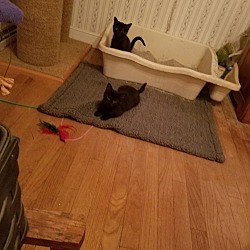 Thumbnail photo of Pair of Black Kittens #1