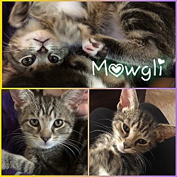 Thumbnail photo of Mowgli #4