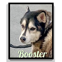 Photo of Booster (Loves Cats)URGENT