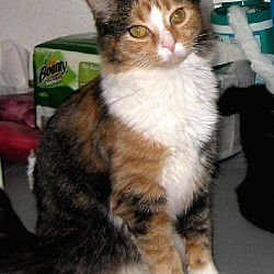 Thumbnail photo of Gabby - ADOPTED #1