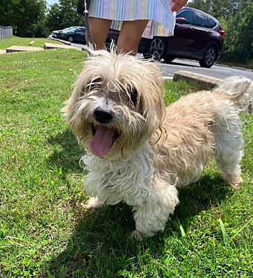 Alpharetta, GA - Maltese/Shih Tzu. Meet Noodle G a Pet for Adoption ...