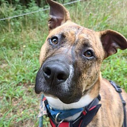 Photo of Ludo