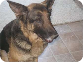 Menasha Wi German Shepherd Dog Meet Angel A Pet For Adoption