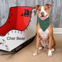 Photo of Cher Bear
