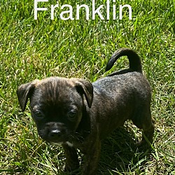 Thumbnail photo of Franklin #3