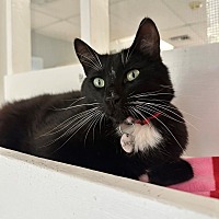 adopt a pet